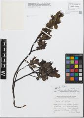 Foto von Salix glabra Scop.